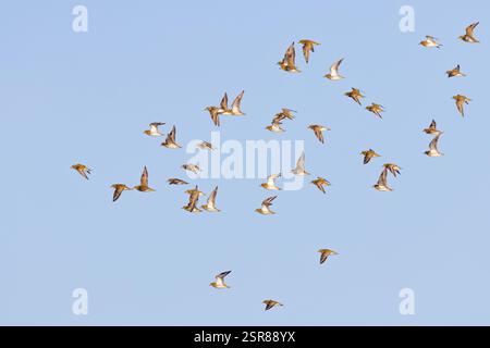 European Golden Plover (Pluviali apricaria), adulti in volo in inverno, WWT Slimbridge, Gloucestershire. Inghilterra. Gennaio. Foto Stock