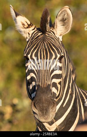 Zebra di Burchell (Equus quagga burchellii), localmente conosciuta anche come Plains zebra, ritratto con lussureggiante sfondo verde nel Parco Nazionale di Kruger, Sudafrica. Foto Stock