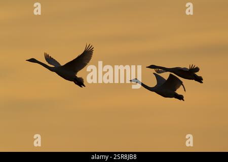 Cigno hooper (Cygnus cygnus) silhouette di tre uccelli adulti che decollano in volo all'alba, Inghilterra, Regno Unito, Europa Foto Stock