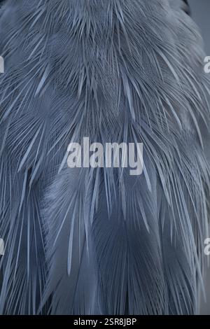 Airone grigio (Ardea cinerea) uccello adulto primo piano delle sue piume, Inghilterra, Regno Unito, Europa Foto Stock
