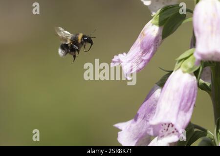 bumblebee dalla coda di buff (Bombus terrestris) un'ape adulta che vola verso un fiore Foxglove (digitalis purpurea) in estate, Inghilterra, Regno Unito, Europa Foto Stock