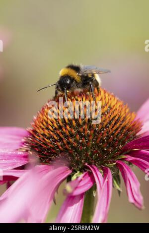bumblebee dalla coda di buff (Bombus terrestris) ape adulta nutrita con un fiore di Coneflower viola (Echinacea purpurea) in un giardino urbano in estate, Inghilterra, Foto Stock