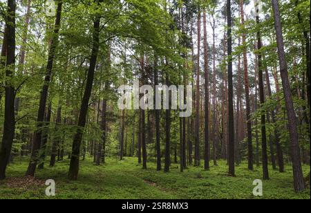 Sentiero forestale che attraversa una foresta decidua, silvicoltura, estate, Mondseeland, Salzkammergut, alta Austria, Austria, Europa Foto Stock