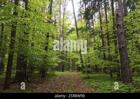 Sentiero forestale che attraversa una foresta decidua, silvicoltura, estate, Mondseeland, Salzkammergut, alta Austria, Austria, Europa Foto Stock