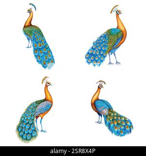 Un'illustrazione ad acquerello disegnata a mano del concetto di illustrazione disegnata a mano dall'uccello pavone, tracciata e vettorizzata. L'illustrazione è perfetta Illustrazione Vettoriale