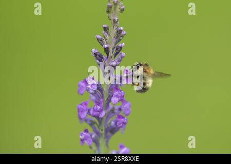 Ape cardante comune (Bombus pascuorum) insetto adulto che si nutre di un fiore viola di Toadflax in un giardino urbano in estate, Inghilterra, Regno Unito, Europa Foto Stock