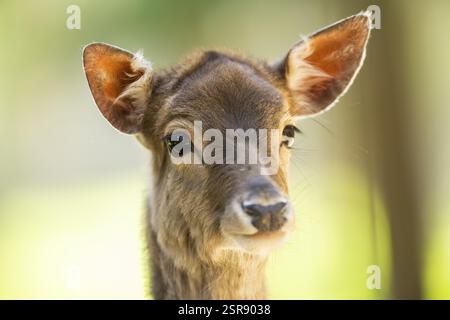 Cervi incolti (Dama dama) fawn, ritratto, in una foresta, Baviera, Germania, Europa Foto Stock