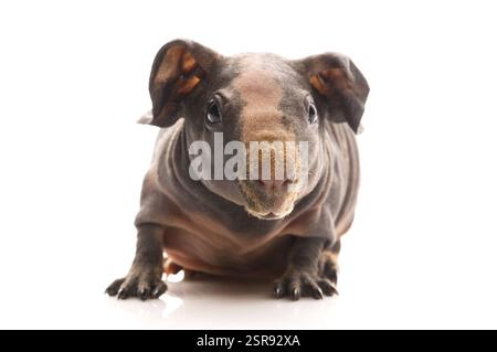 Porcellino d'India magro, polonia Foto Stock