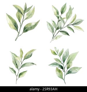 Illustrazione ad acquerello disegnata a mano del concetto di illustrazione disegnata a mano di Tea Plant, tracciata e vettorizzata dall'immagine. L'illustrazione è perfetta per Illustrazione Vettoriale