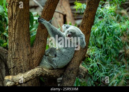 Koala, femmina con giovane (Phascolarctos cinereus) Foto Stock