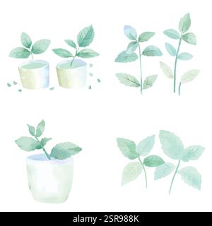 Illustrazione ad acquerello disegnata a mano di una serie di acquerelli disegnati a mano di foglie di tè tracciate e vettorizzate dall'immagine. L'illustrazione è perfetta per un Illustrazione Vettoriale