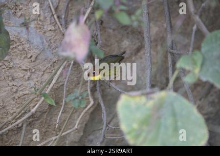 Testa di castagno Tesia, Kedarnath Wildlife Sanctuary, Uttarakhand, India, Asia Foto Stock