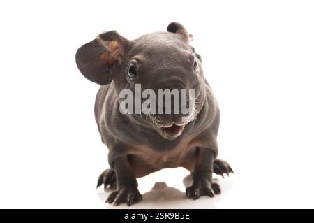 Porcellino d'India magro, polonia Foto Stock