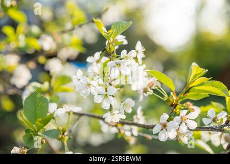 Rami di ciliegia fiorente macro con soft focus su delicato sfondo azzurro cielo in luce solare con spazio copia. Bella immagine floreale di primavera Foto Stock