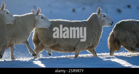 Stormo di Cheviots del North Country nei pascoli innevati vicino a Marske nello Yorkshire Dales National Park, Regno Unito. Foto Stock