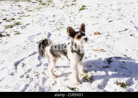 Un giocoso Biewer Terrier che si gode la neve all'aperto, il suo morbido cappotto che contrasta splendidamente con il bianco paesaggio invernale. Foto Stock