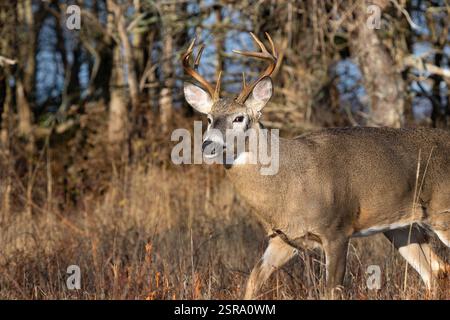Buck dalla coda bianca (Odocoileus virginianus) Foto Stock