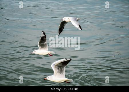 Gabbiani con ali spalmate in volo. Tre diverse posizioni delle ali Foto Stock