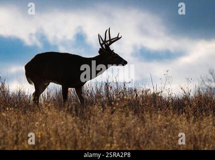 Buck dalla coda bianca (Odocoileus virginianus) sullo skyline in silhouette. Foto Stock