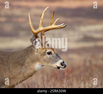 Buck dalla coda bianca (Odocoileus virginianus) Foto Stock