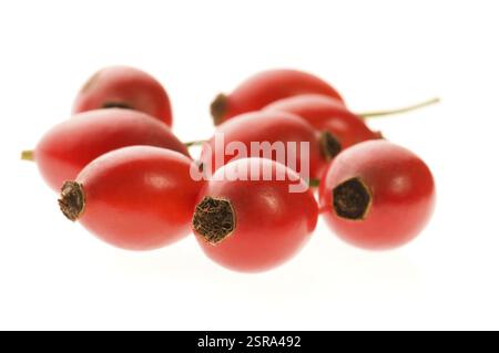Anche rosa isolata sul bianco, polonia Foto Stock