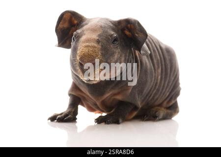 Porcellino d'India magro, polonia Foto Stock