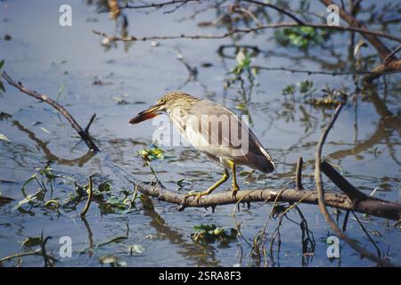 Uccelli, laghetto di uccelli Paddy Heron ardeola grayii con mangime, Bharatpur, Rajasthan, India, Asia Foto Stock