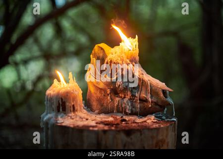 Teschio di animali con candele accese in una foresta buia, circondato da un'inquietante atmosfera autunnale. Simbolo di morte, misticismo e rituali occulti, evocando H Foto Stock