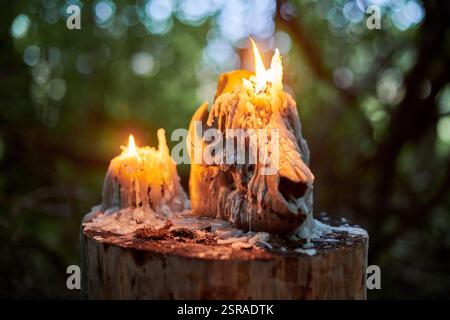 Teschio di animali con candele accese in una foresta buia, circondato da un'inquietante atmosfera autunnale. Simbolo di morte, misticismo e rituali occulti, evocando H Foto Stock