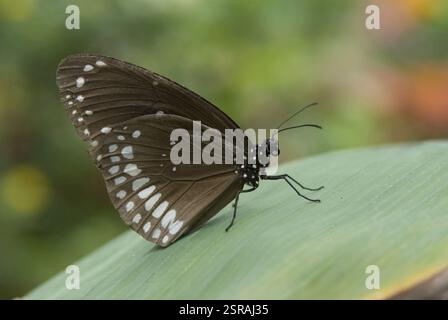 Emigrante emersa dalla pupa e ali di essiccazione Omkar colline Bangalore Karnataka India Asia Foto Stock