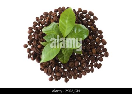 Coltivare la pianta del caffè Foto Stock