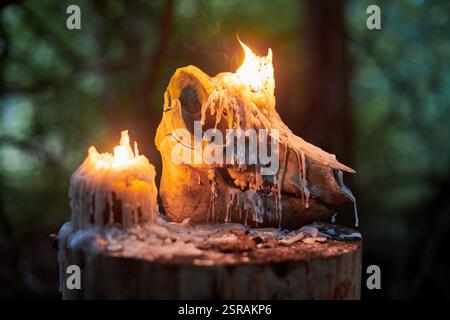 Teschio di animali con candele accese in una foresta buia, circondato da un'inquietante atmosfera autunnale. Simbolo di morte, misticismo e rituali occulti, evocando H Foto Stock