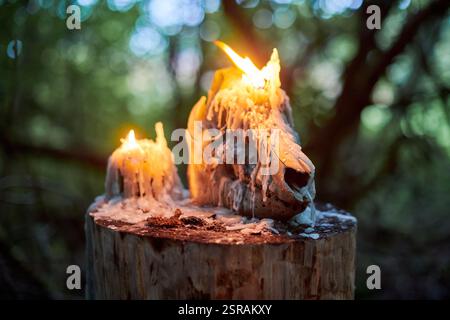 Teschio di animali con candele accese in una foresta buia, circondato da un'inquietante atmosfera autunnale. Simbolo di morte, misticismo e rituali occulti, evocando H Foto Stock