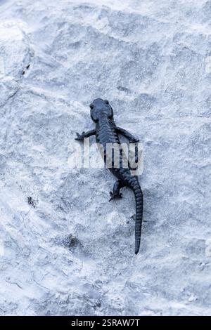 La salamandra alpina (Salamandra atra) è una specie anfibia alpina Foto Stock