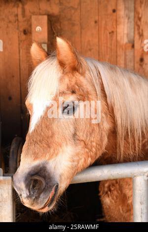 L'immagine mostra un cavallo di colore chiaro con una criniera lunga Foto Stock