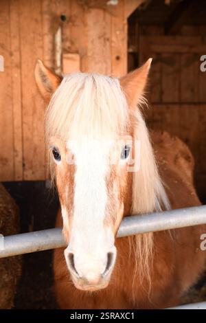 L'immagine mostra un cavallo di colore chiaro con una criniera lunga Foto Stock
