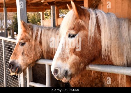 L'immagine mostra due bellissimi cavalli in piedi fianco a fianco dietro una recinzione metallica. Foto Stock
