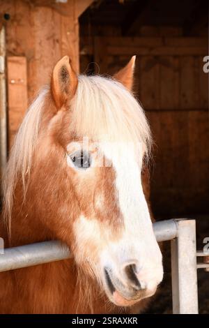 L'immagine mostra un cavallo di colore chiaro con una criniera lunga Foto Stock