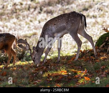 Daino in autunno a Petworth Park, Regno Unito Foto Stock