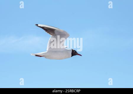 Il gabbiano scivola senza sforzo con le ali spalmate. La luce solare intensa illumina le piume bianche. Il cielo azzurro offre uno sfondo sereno, evocando la libertà Foto Stock