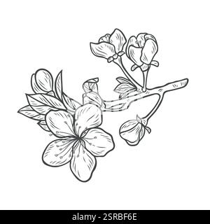 Ramo Sakura in stile incisione Illustrazione Vettoriale