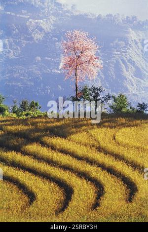 Campo di riso con albero colorato, il Sikkim, India, Asia Foto Stock