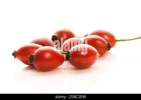 Anche rosa isolata sul bianco, polonia Foto Stock