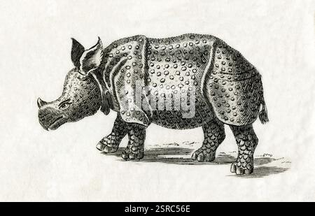 Vecchia foto d'epoca di rinoceronti indiani Foto Stock