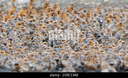 Nodo Rosso (Calidris canutus islandica), vista laterale di un piccolo gregge in volo, regione della capitale, Islanda Foto Stock
