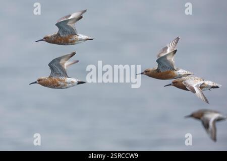 Nodo Rosso (Calidris canutus islandica), vista laterale di un piccolo gregge in volo, regione della capitale, Islanda Foto Stock