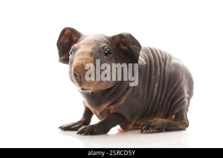 Porcellino d'India magro, polonia Foto Stock