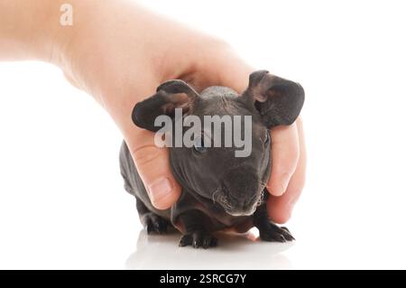 Porcellino d'India magro, polonia Foto Stock