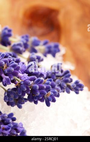 Sapone con fiori di lavanda freschi e sale da bagno, polonia Foto Stock