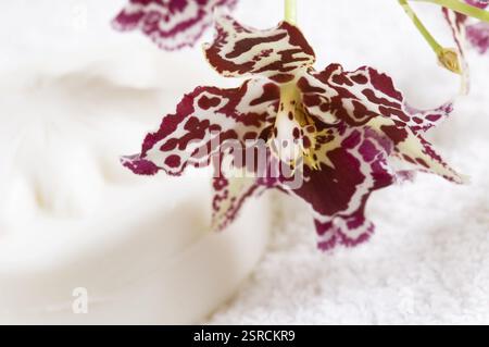 Elementi di Spa con asciugamani bianchi, sapone naturale e orchidee Foto Stock